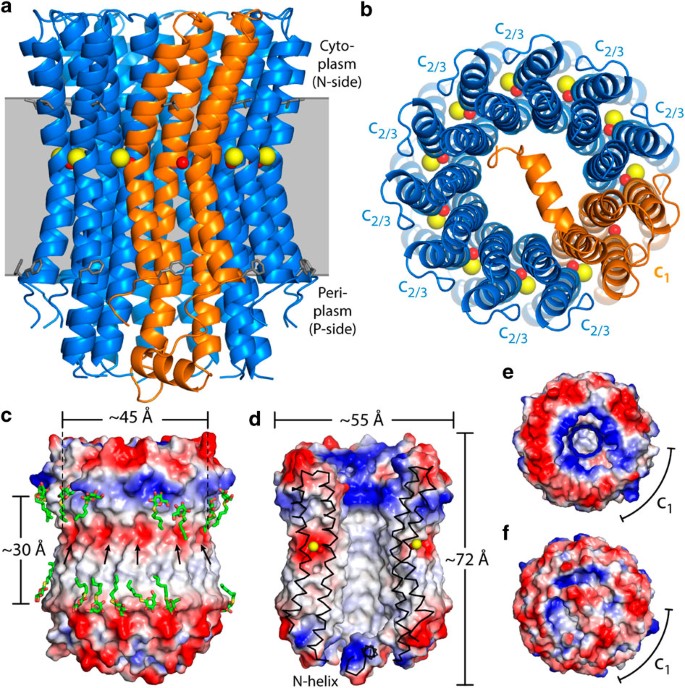 High Resolution Structure And Mechanism Of An F V Hybrid Rotor Ring In A Na Coupled Atp Synthase Nature Communications