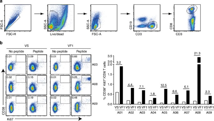 Figure 6: GX-188E vaccination induced proliferation of HPV16-specific CD8 T cells.