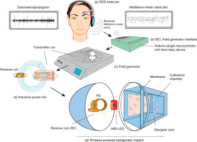 Mind-controlled transgene expression by a wireless-powered optogenetic  designer cell implant | Nature Communications