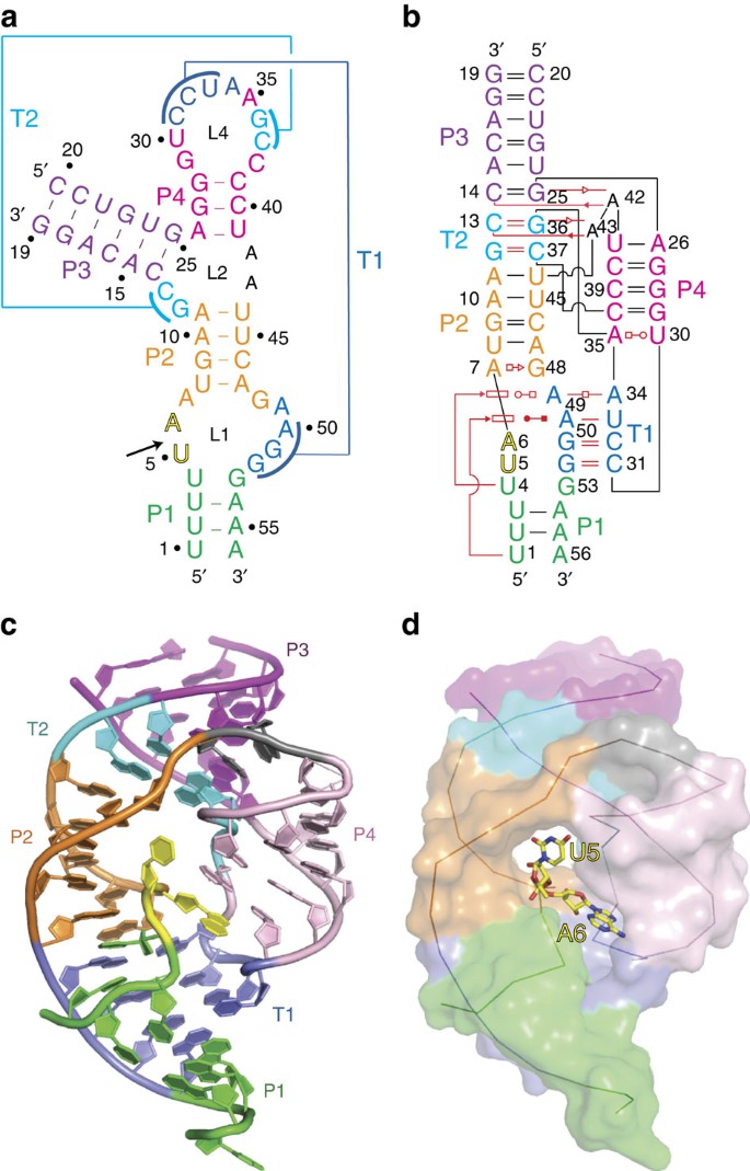 In Line Alignment And Mg 2 Coordination At The Cleavage Site Of The Env22 Twister Ribozyme Nature Communications