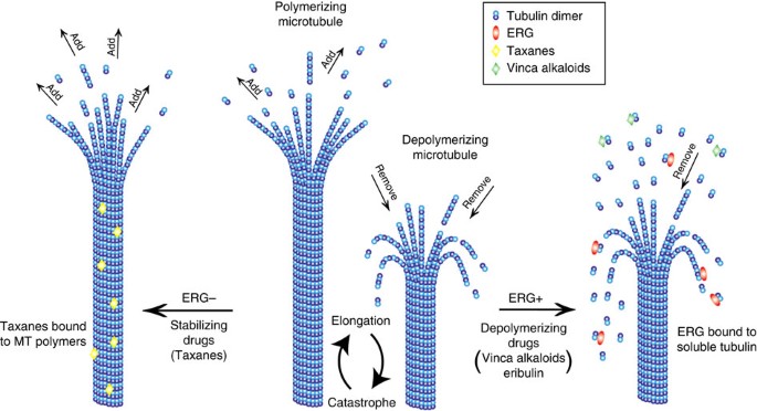 ERG induces taxane resistance in castration