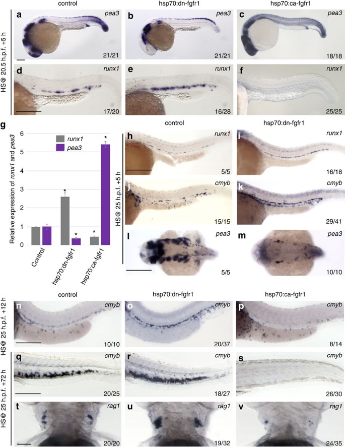Fgf Signalling Restricts Haematopoietic Stem Cell Specification Via Modulation Of The Bmp Pathway Nature Communications Fgf Signalling Restricts Haematopoietic Stem Cell Specification Via Modulation Of The Bmp Pathway Nature Communications