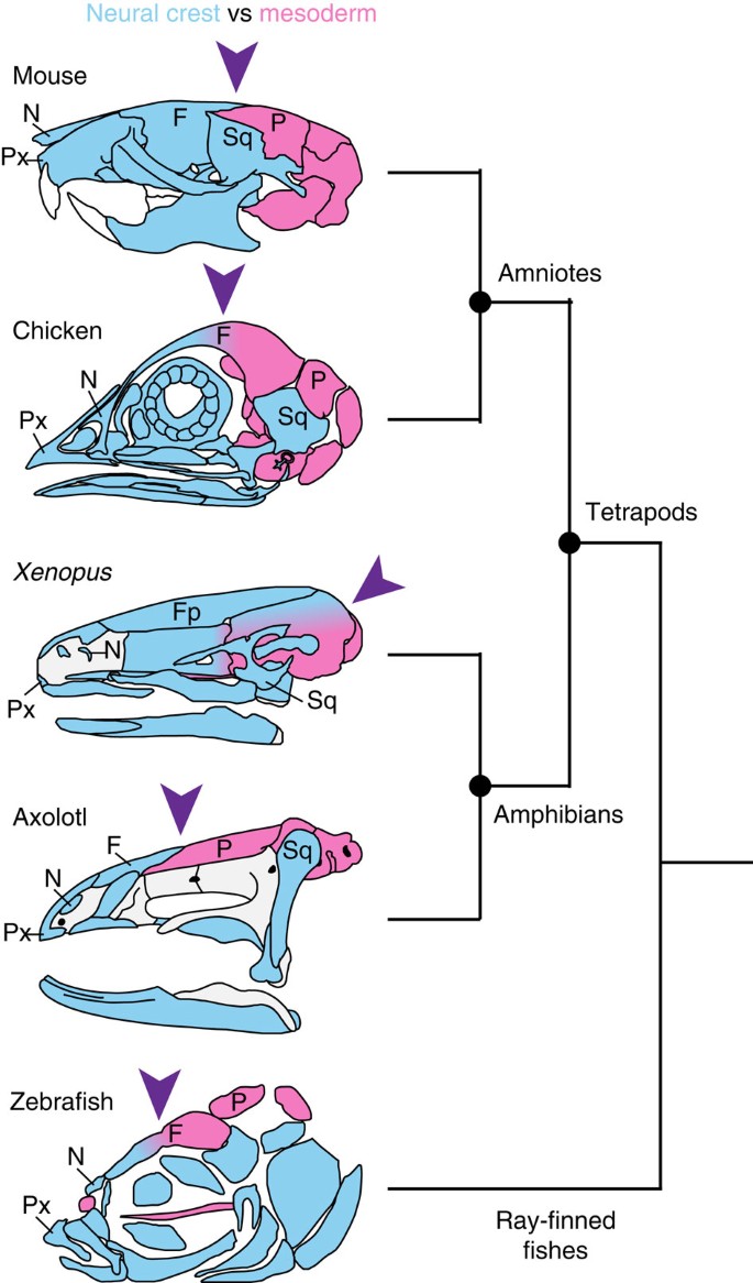 Evolutionary innovation and conservation in the embryonic derivation of the  vertebrate skull | Nature Communications