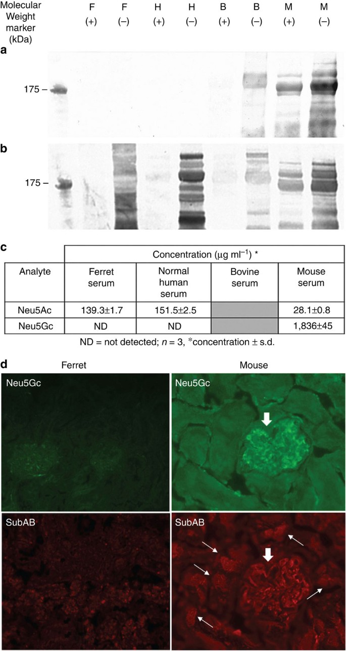 Figure 1: Analysis of sialic acid in ferret and other mammalian species.