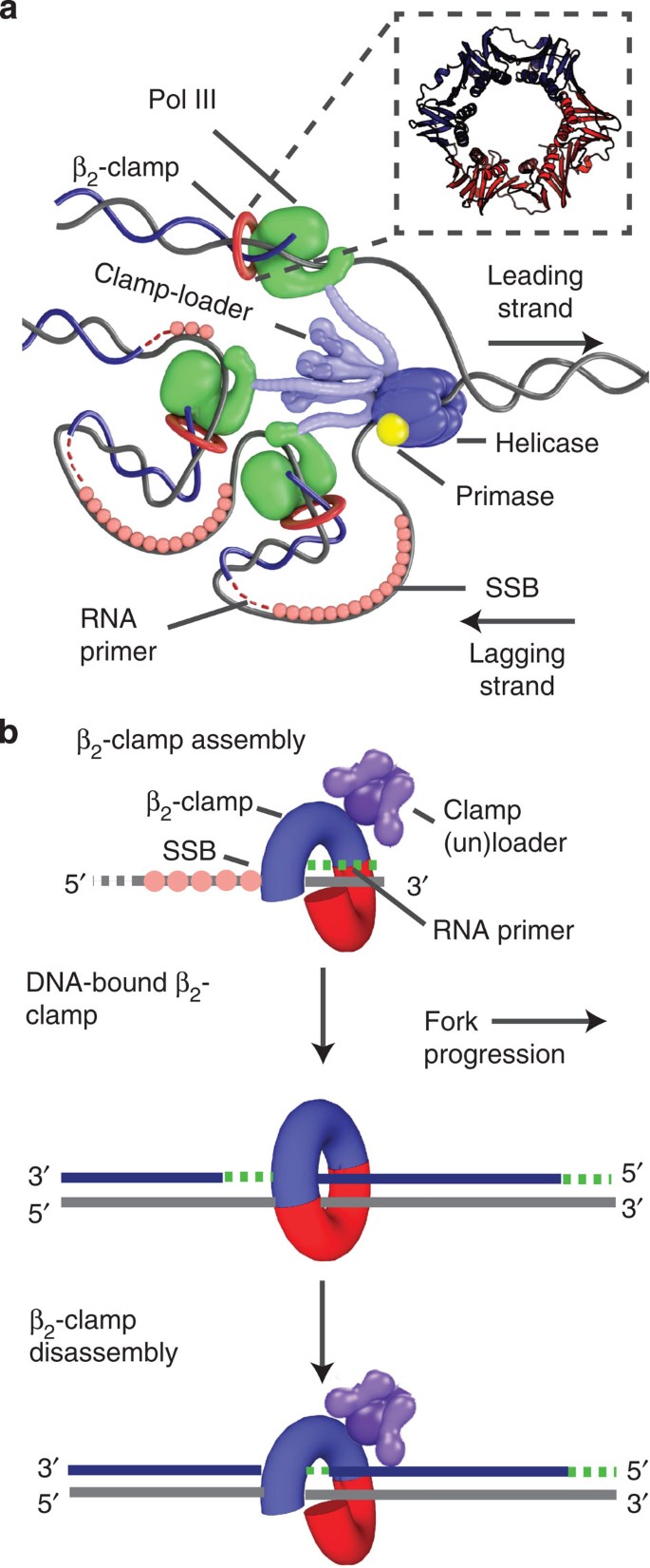 Slow Unloading Leads To Dna Bound B 2 Sliding Clamp Accumulation In Live Escherichia Coli Cells Nature Communications