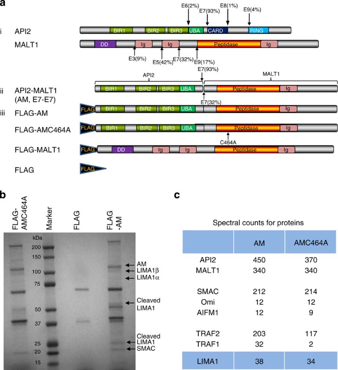 Conversion of the LIMA1 tumour suppressor into an oncogenic LMO-like  protein by API2–MALT1 in MALT lymphoma | Nature Communications