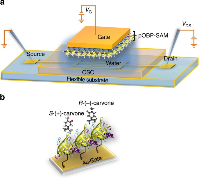 Figure 2: Water-gated bio-organic transistor comprising a pOBP-SAM.