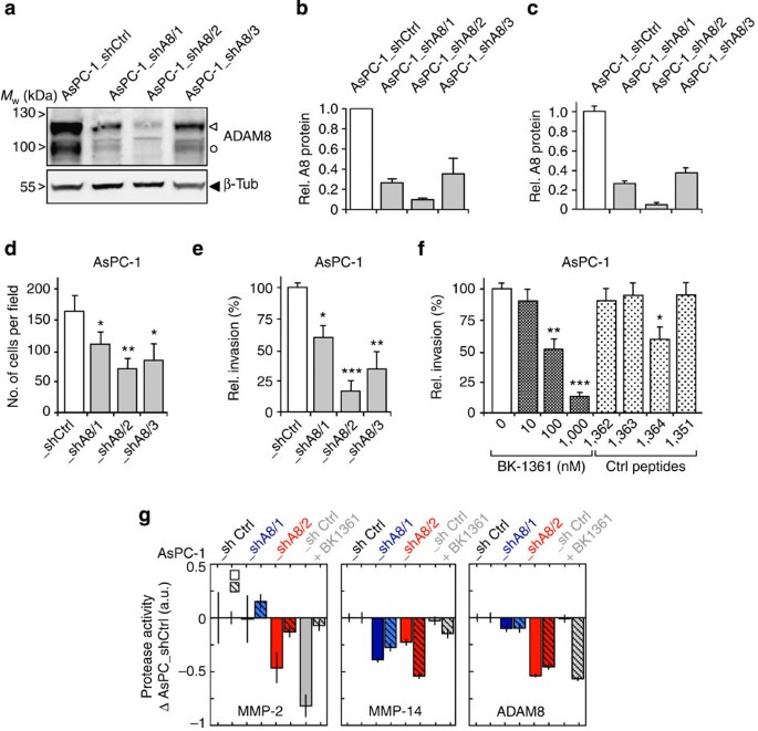 Figure 3: ADAM8 inhibition reduces MMP-2 and MMP-14 activity and affects invasiveness.