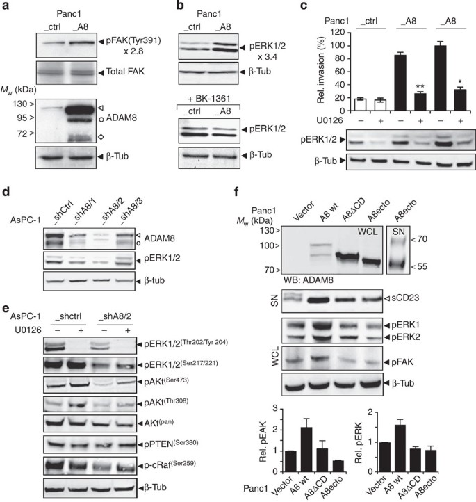 Figure 5: ADAM8 intracellular kinase signalling.