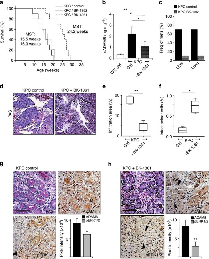 Figure 7: Application of peptide BK-1361 in PDAC mice.