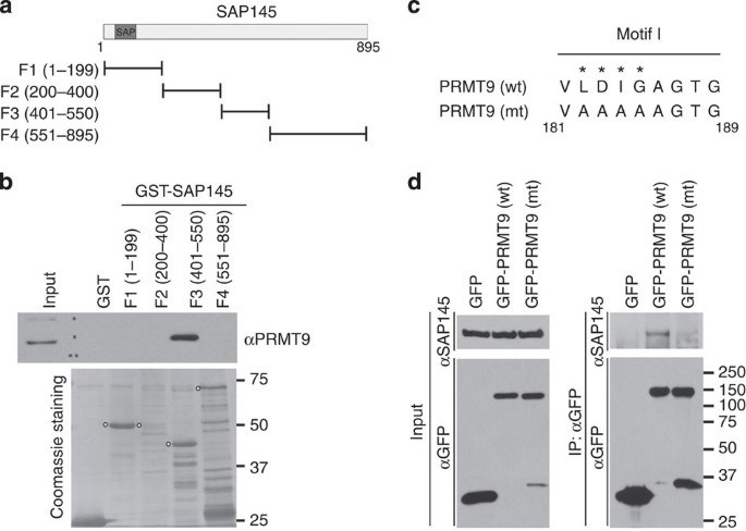 Figure 3: Mapping the interaction regions of PRMT9 and SAP145.