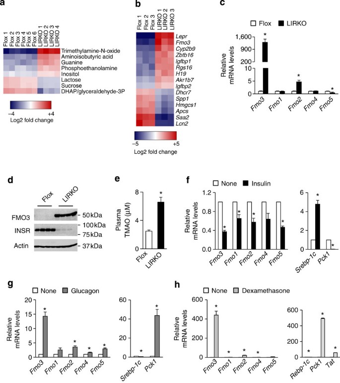 Flavin-containing monooxygenase 3 as a potential player in  diabetes-associated atherosclerosis | Nature Communications