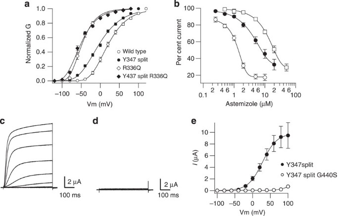 Voltage Dependent Gating Of Kcnh Potassium Channels Lacking A Covalent Link Between Voltage Sensing And Pore Domains Nature Communications