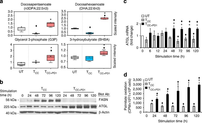 Figure 4: PD-1 induces lipolysis and utilization of endogenous fatty acids for β-oxidation.