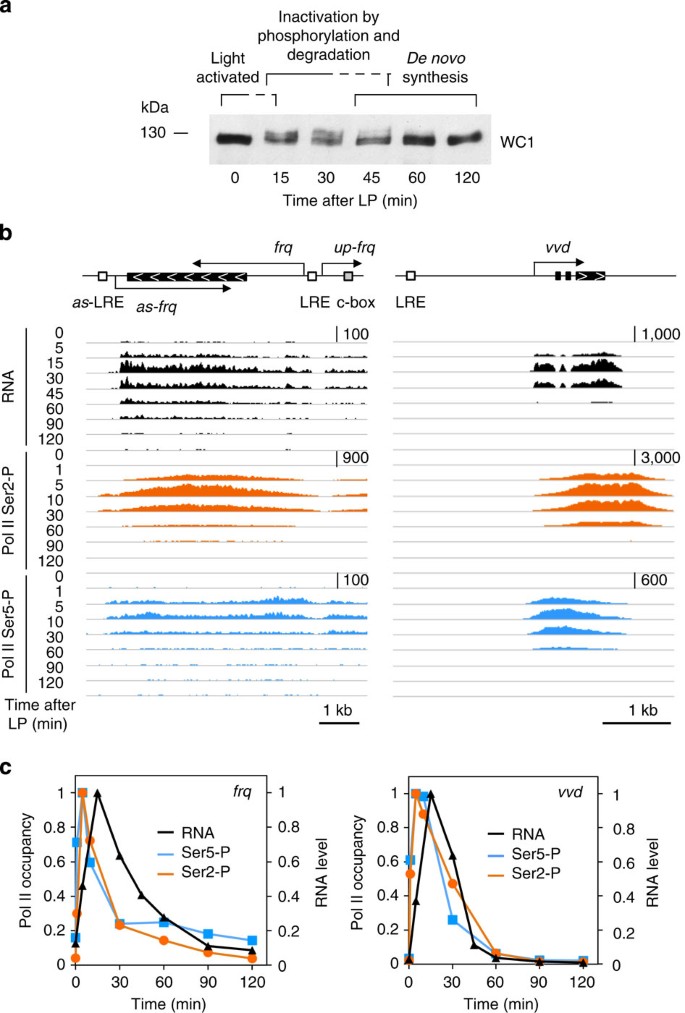 Transcriptional Refractoriness Is Dependent On Core Promoter Architecture Nature Communications