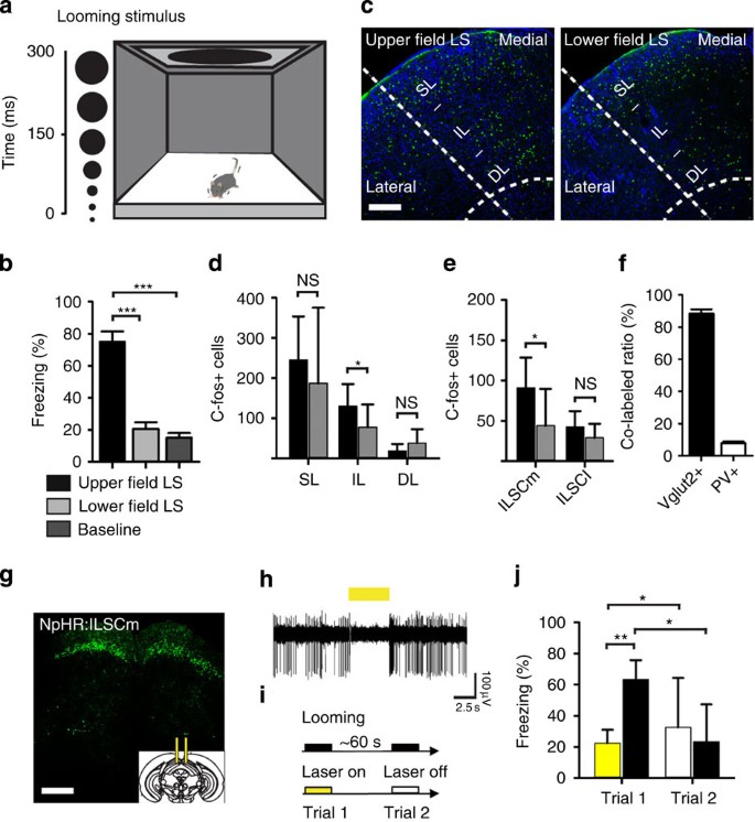 Processing of visually evoked innate fear by a non-canonical thalamic  pathway | Nature Communications