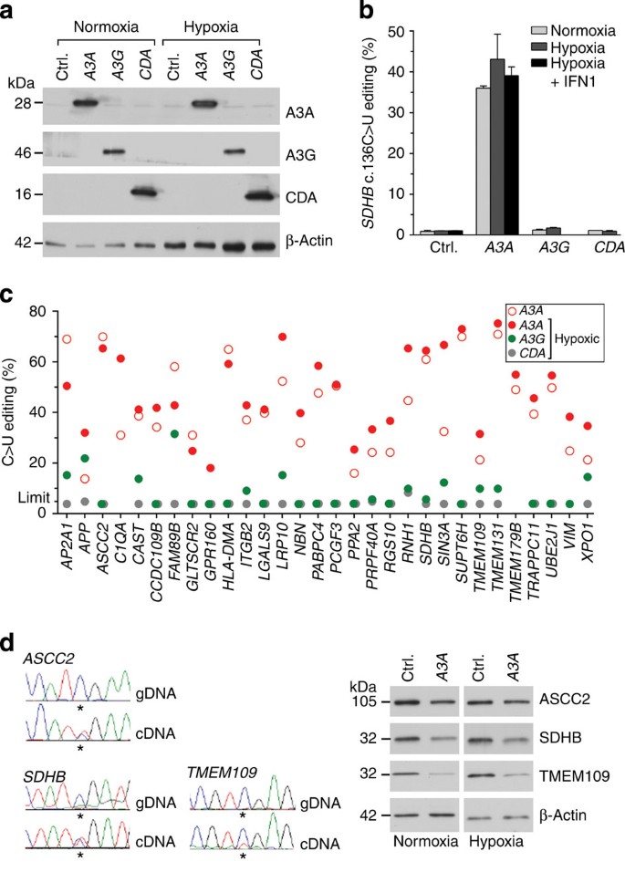 APOBEC3A cytidine deaminase induces RNA editing in monocytes and  macrophages | Nature Communications