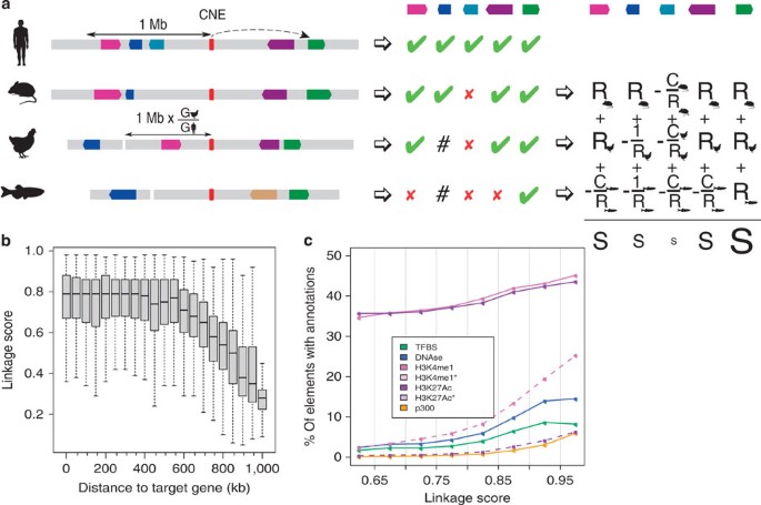 Figure 1: Scoring evolutionary linkage.