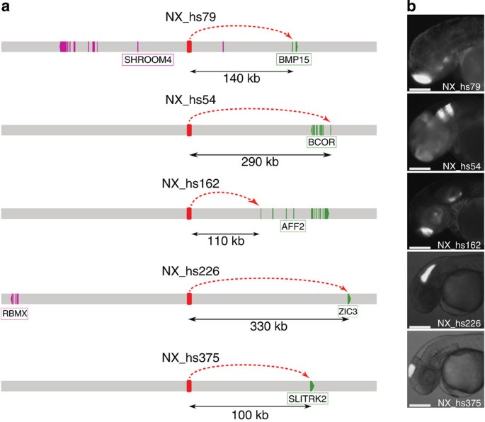 Figure 2: Cis-regulatory interactions predicted by the linkage score are experimentally tested in developing zebrafish.