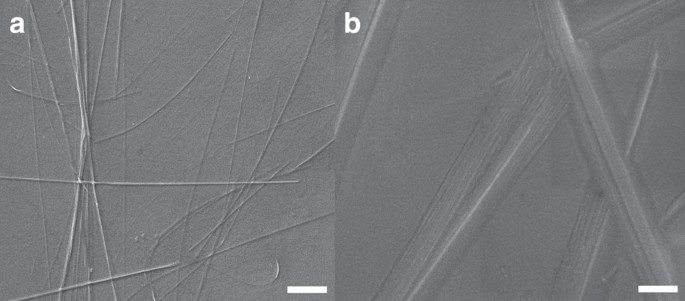 Figure 2: Fibrillar aggregates formed by light irradiation.