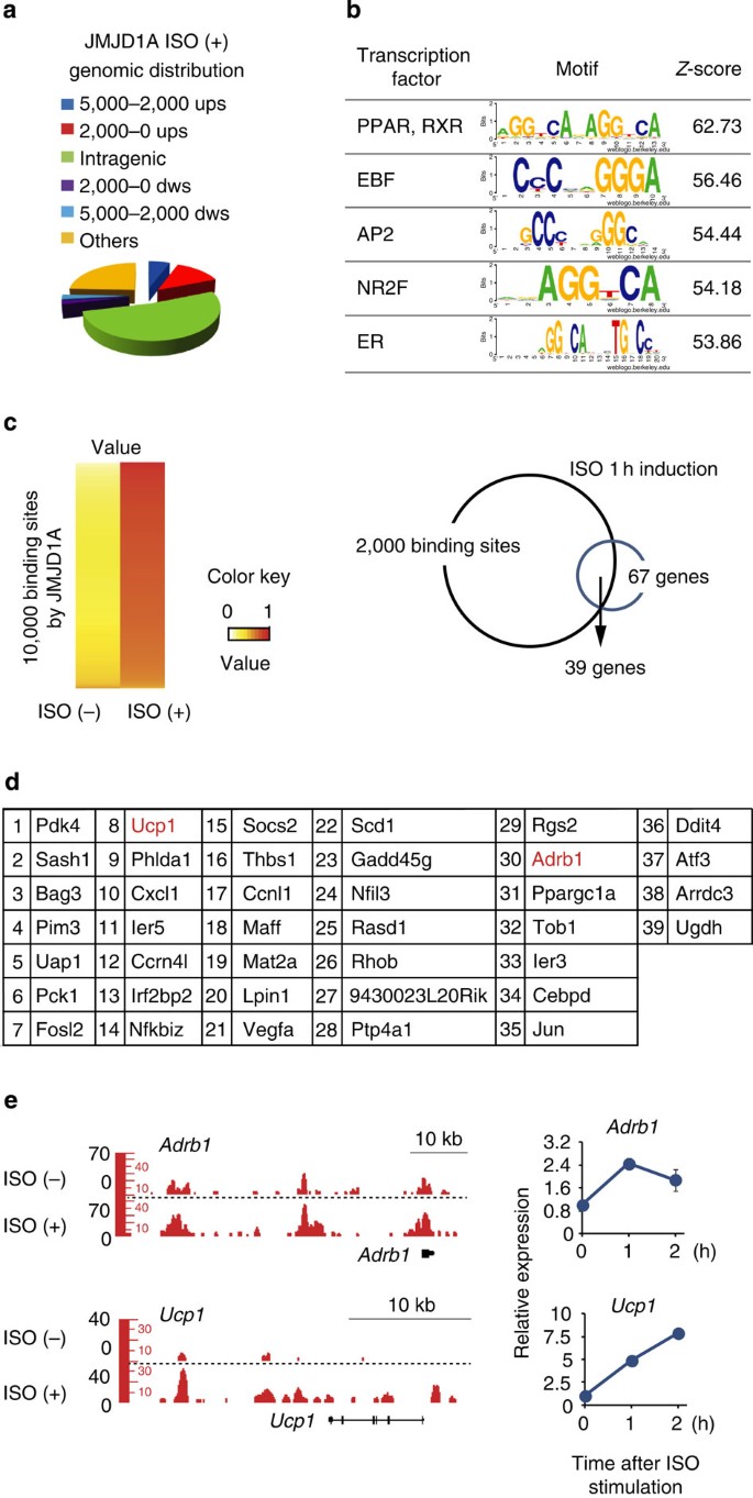 Samarbejde Ulejlighed Kristus JMJD1A is a signal-sensing scaffold that regulates acute chromatin dynamics  via SWI/SNF association for thermogenesis | Nature Communications