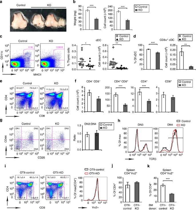 Figure 5: Alterations in the thymus precede development of arthritis in the CD11c-Flip-KO mice.