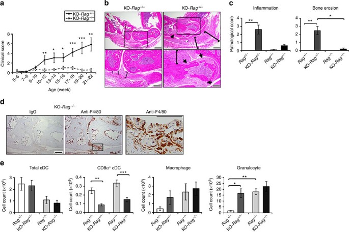 Figure 7: Reduced arthritis progression in KO-Rag−/− mice.