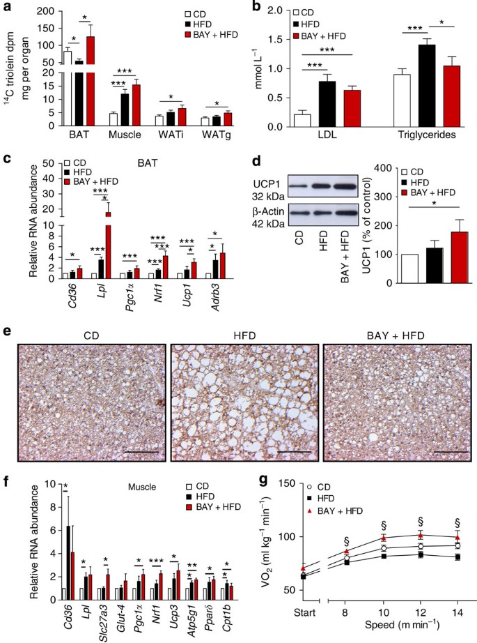 Figure 3: Stimulation of sGC increases lipid uptake into BAT.