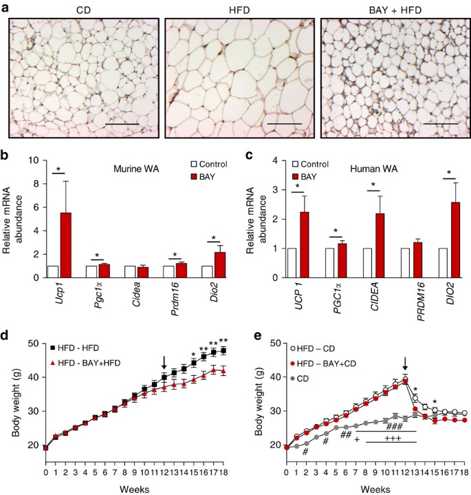 Figure 4: BAY induces browning and weight loss in already established obesity.