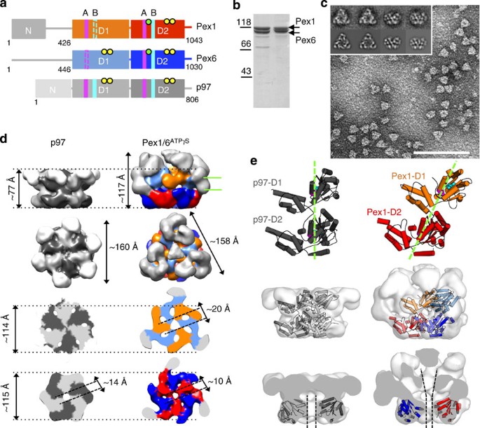 Molecular Snapshots Of The Pex1 6 Aaa Complex In Action Nature Communications