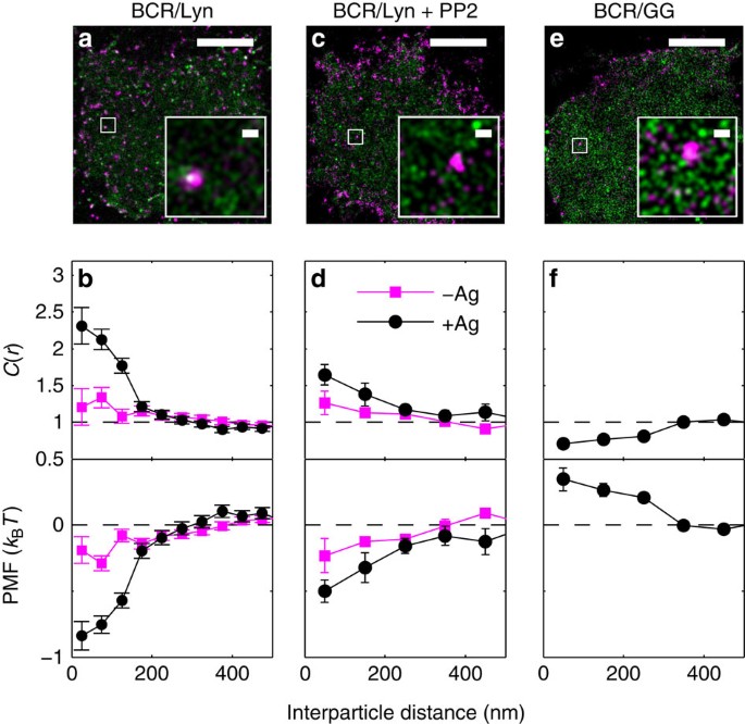 Figure 2: Steady-state cross-correlations in live CH27 B cells.