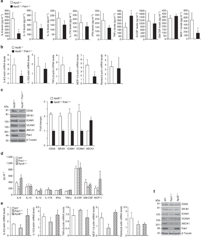 Figure 3: Lack of Pak1 downregulates IL-6 and MCP-1 levels in ApoE−/− mice.