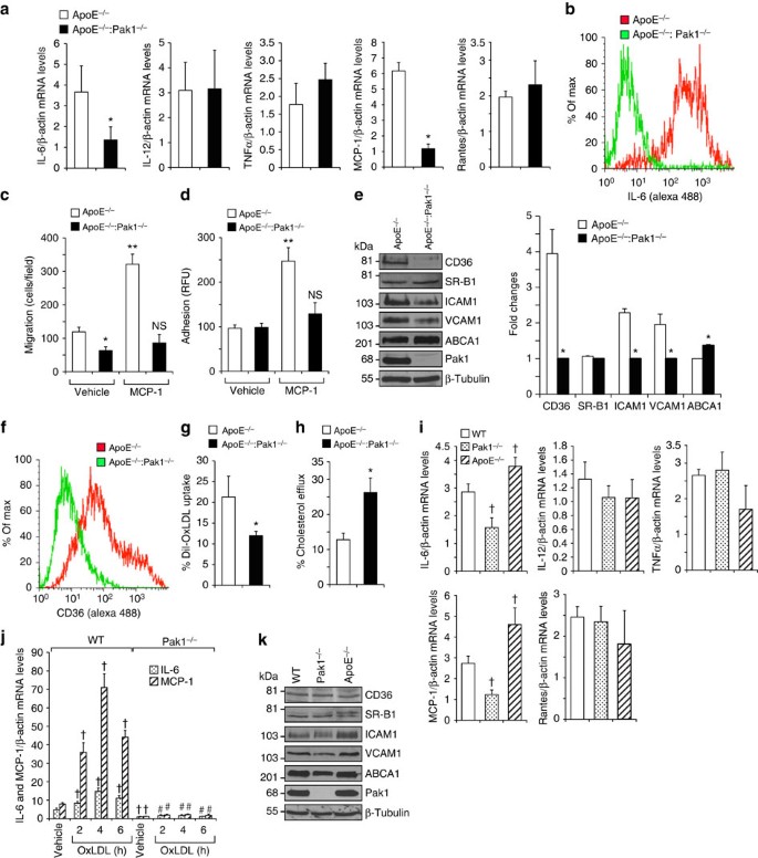 Figure 4: Pak1 deficiency affects macrophage function.