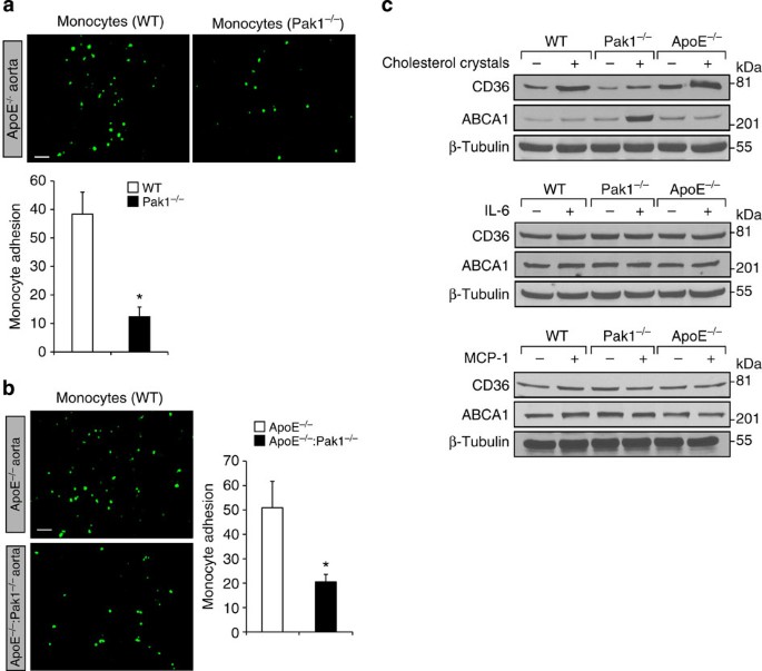 Figure 6: The lack of Pak1 diminishes monocyte adhesion to the aorta.
