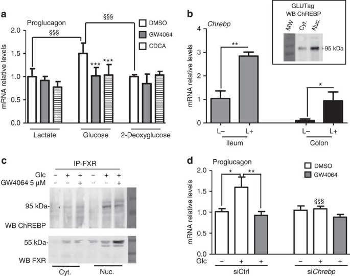 Farnesoid X receptor inhibits glucagon-like peptide-1 production by  enteroendocrine L cells | Nature Communications