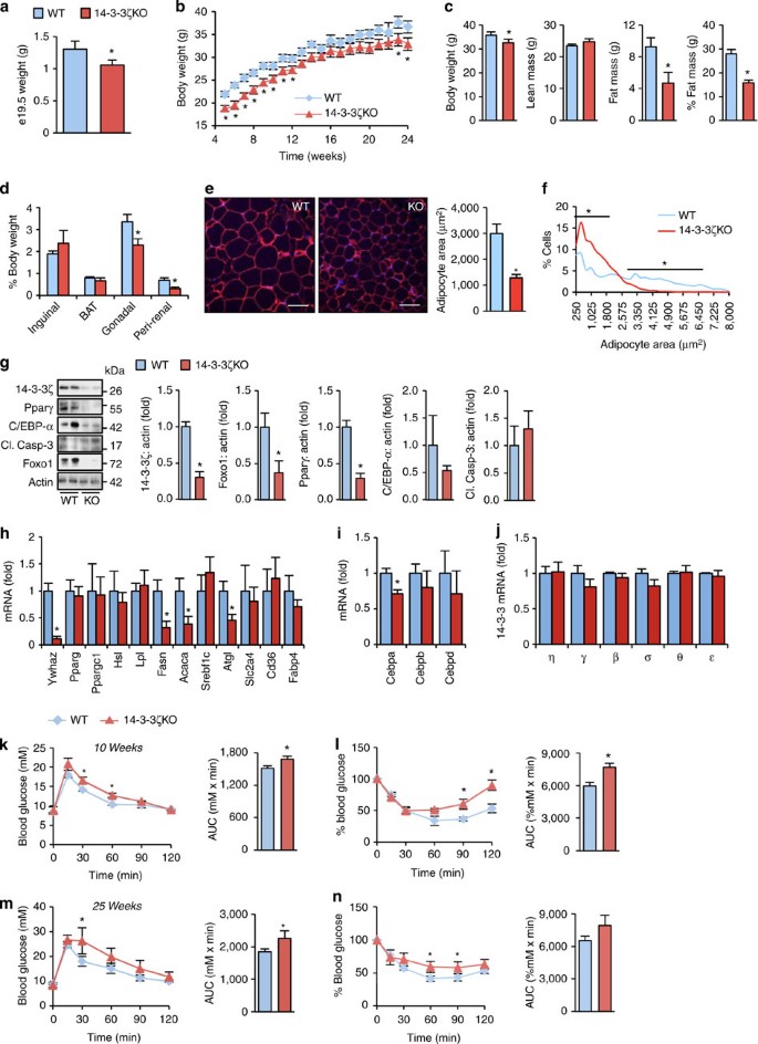 14 3 3z Coordinates Adipogenesis Of Visceral Fat Nature Communications