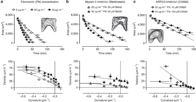 Gap Geometry Dictates Epithelial Closure Efficiency Nature Communications