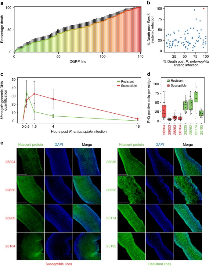 Genetic, molecular and physiological basis of variation in Drosophila gut  immunocompetence | Nature Communications