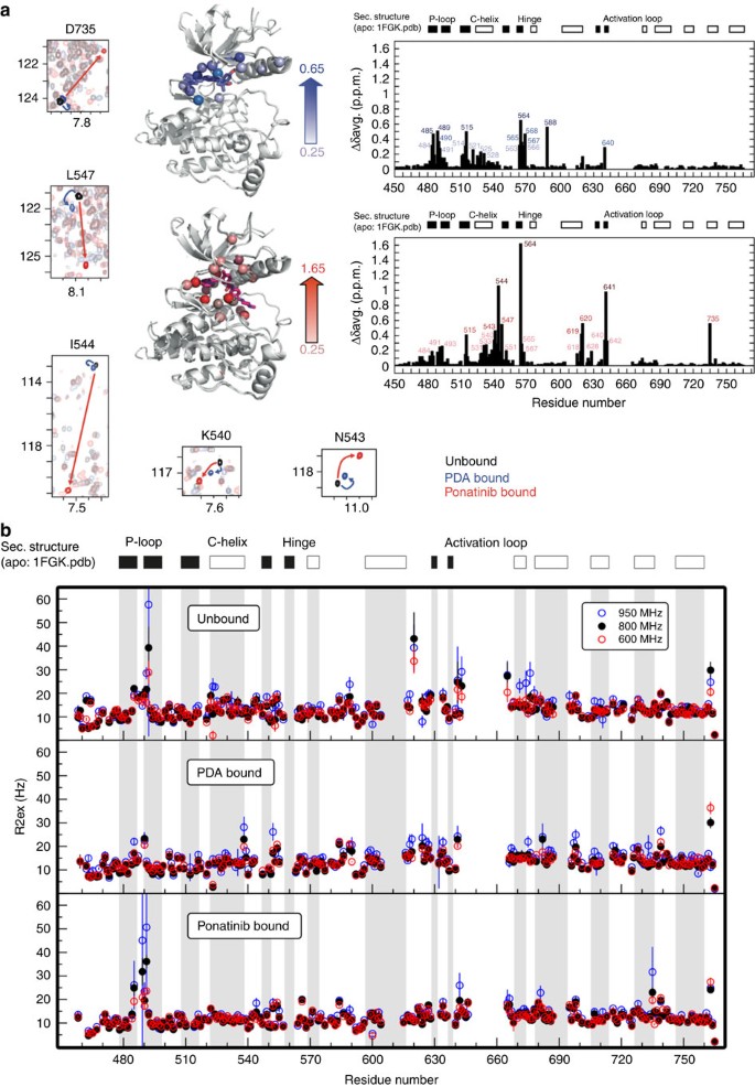 Figure 3: NMR analysis of structural and dynamic perturbations to FGFR1 kinase on binding of type I and type II inhibitors.
