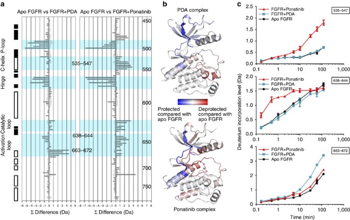 Figure 4: Hydrogen/deuterium-exchange changes on ligand binding to FGFR1 kinase domain.