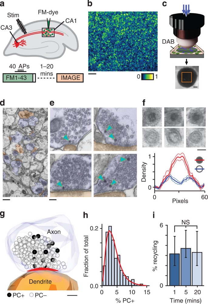 Ultrastructural And Functional Fate Of Recycled Vesicles In