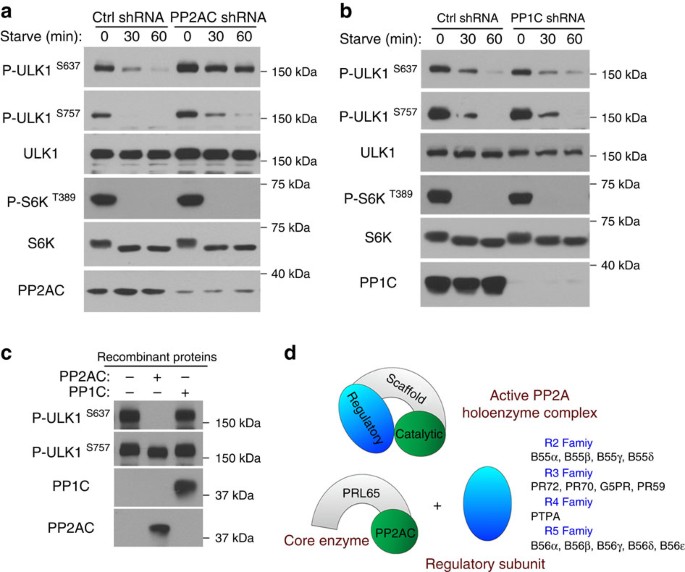 Figure 3: PP2A but not PP1 dephosphorylates ULK1 at S637.