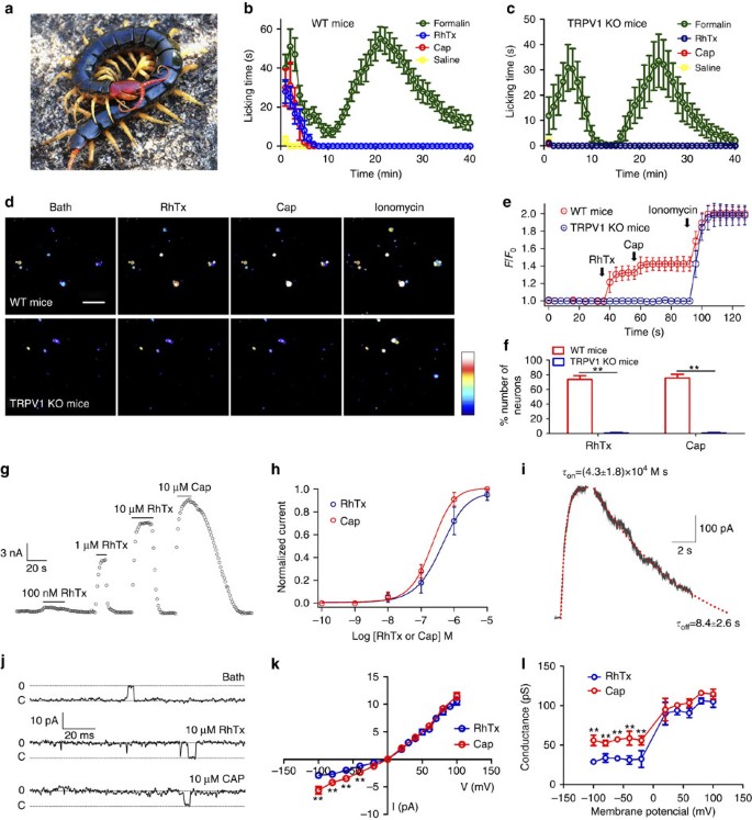 A Pain Inducing Centipede Toxin Targets The Heat Activation Machinery Of Nociceptor Trpv1 Nature Communications A Pain Inducing Centipede Toxin Targets The Heat Activation Machinery Of Nociceptor Trpv1 Nature Communications