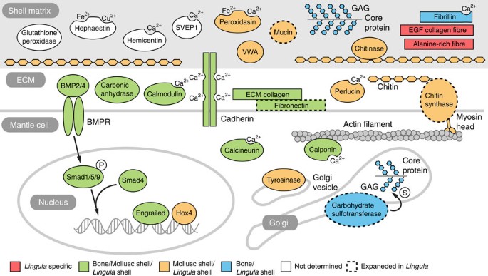 The Lingula Genome Provides Insights Into Brachiopod Evolution And The Origin Of Phosphate Biomineralization Nature Communications