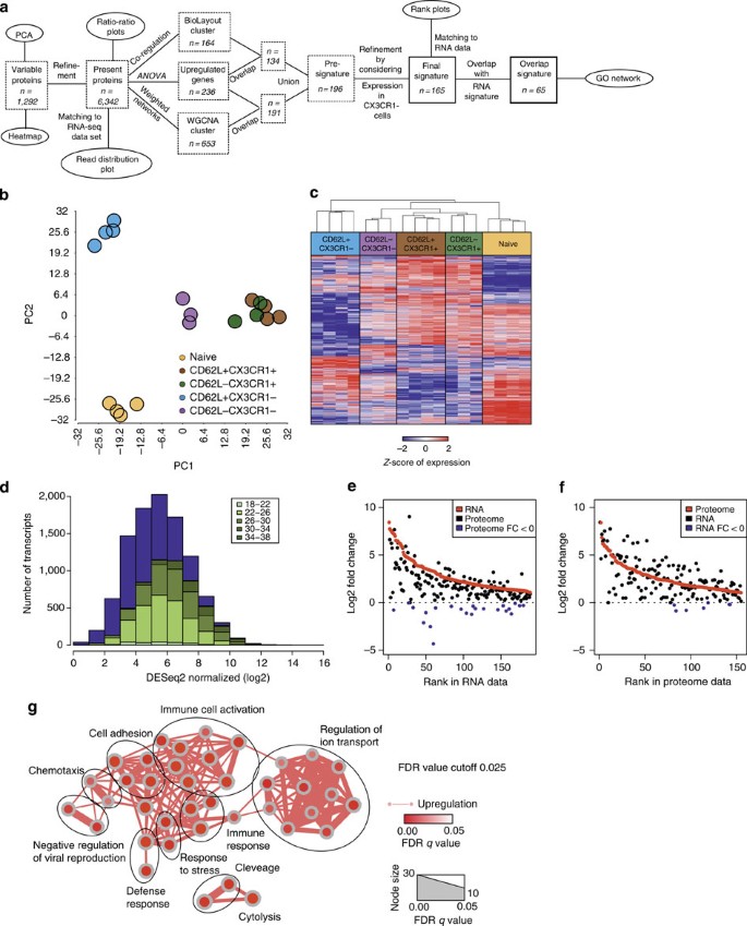 Functional Classification Of Memory Cd8 T Cells By Cx 3 Cr1 Expression Nature Communications