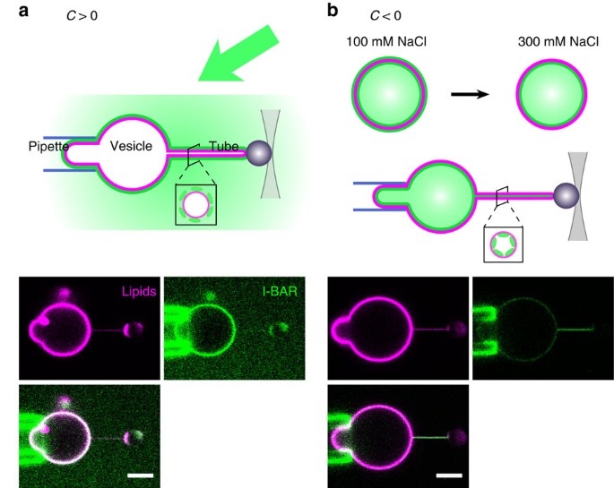 Figure 1: IRSp53 I-BAR dimers have a strong preference for negative membrane curvature.