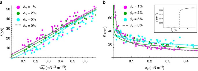 Figure 3: Mechanical effect of I-BAR binding to the inner leaflet of membrane tubes.