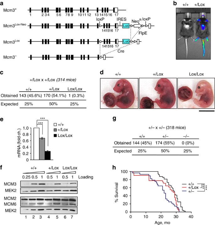 Replication stress caused by low MCM expression limits fetal erythropoiesis  and hematopoietic stem cell functionality | Nature Communications