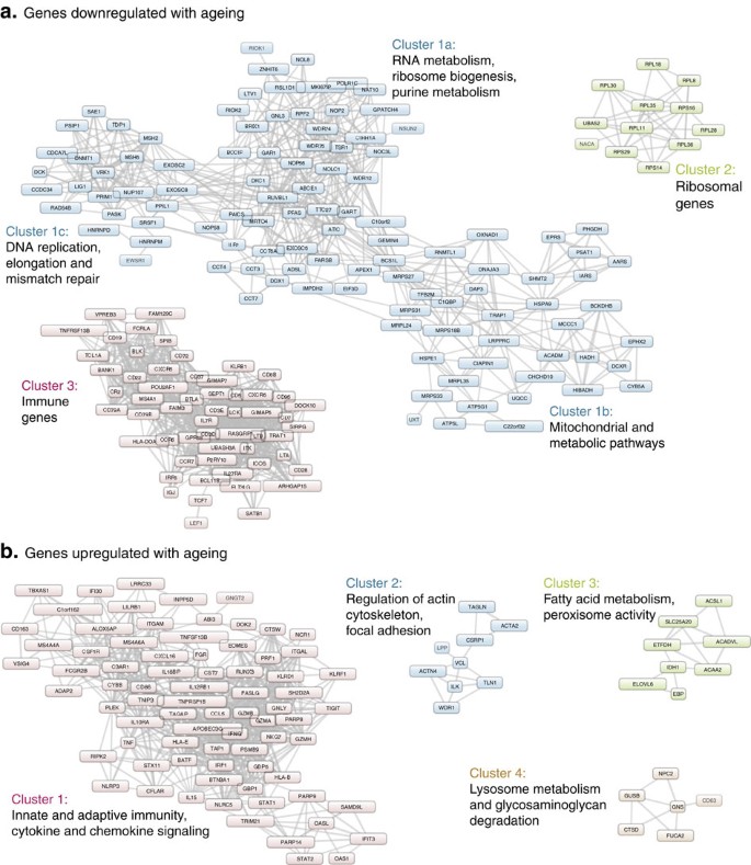 The transcriptional landscape of age in human peripheral blood | Nature  Communications