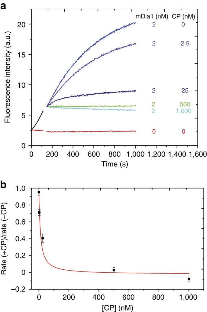 Single Molecule Visualization Of A Formin Capping Protein Decision Complex At The Actin Filament Barbed End Nature Communications